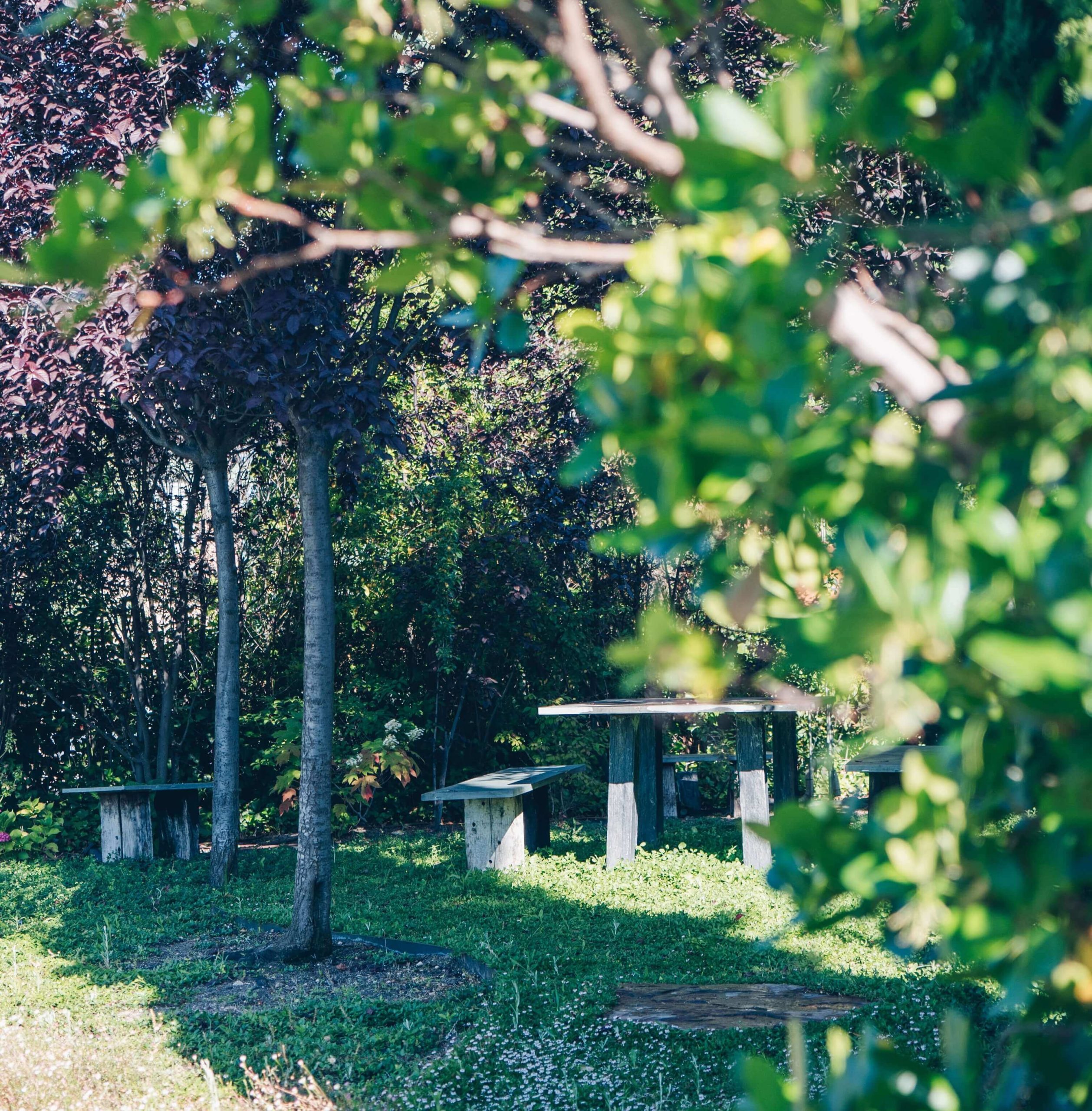 como cuidar los árboles de mi jardin
